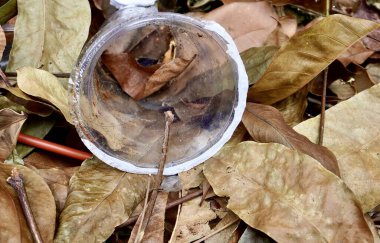 Plastik cam bardak ve saman çöpü yatay olarak kurumuş yaprak yığınına konur..
