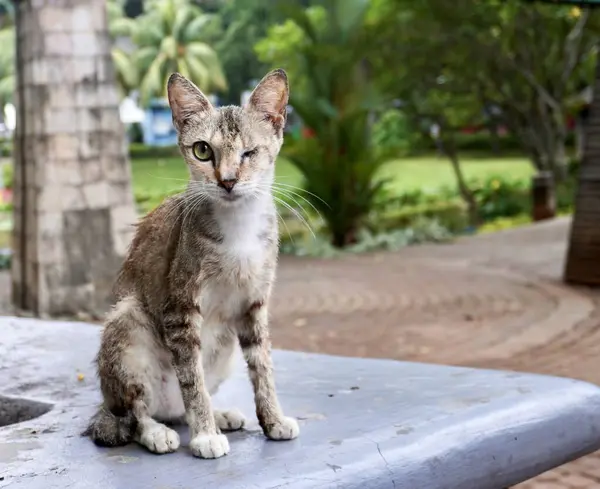 Vahşi, kahverengi çizgili bir kedi, bir gözü kapalı ve güzel bir yeşil göz, yatay park arka planında izole edilmiş..