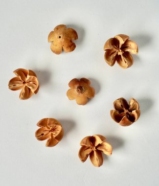 Dekoratif beyazlatılmış schima wallichii veya dikey beyaz arkaplanda izole edilmiş puspa tohumu nesnesi.