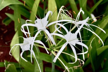 Group of white beach spider lily flowers isolated on horizontal brown soil and green leaves background. clipart