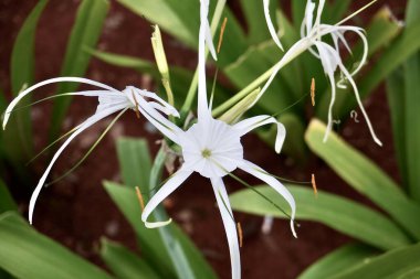 Beyaz plaj örümceği zambak çiçekleri yatay kahverengi toprak ve yeşil yapraklar üzerinde izole.