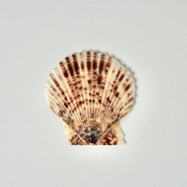 Kare beyaz arka planda izole bir kahverengi fan ya da kerang kipas deniz kabuğu.