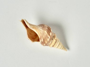 Bir küçük bej kahverengi deniz kabuğu kerang terompet deniz kabuğu nesnesi yatay beyaz arka planda izole edilmiş..