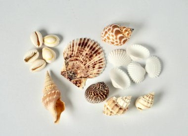 Sahildeki veya okyanustaki salyangoz grupları yatay beyaz arka planda izole edilmiş deniz kabukları..