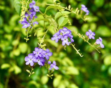 Güzel altın çiy damlası ya da sinyo nakal küçük mor çiçekler yatay yeşil yapraklar üzerinde izole edilmiş arka plan.