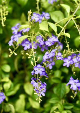 Güzel altın çiy damlası ya da sinyo nakal küçük mor çiçekler dikey yeşil yapraklar üzerinde izole edilmiş arka plan.