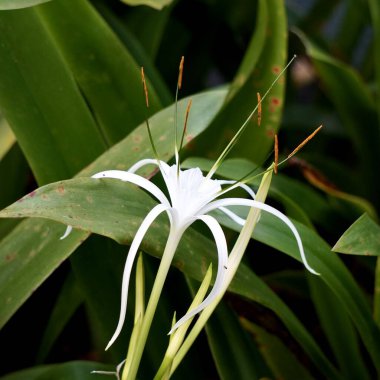 Bir beyaz örümcek nilüfer çiçeği yaprağı açık yeşil yaprak arka planda izole.