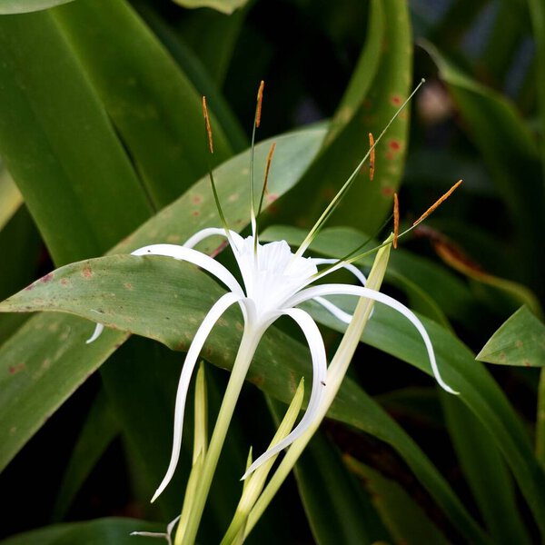 Один белый паук лилии цветок лепесток изолирован на площади зеленых листьев.