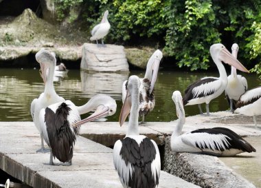 Pelikan Kuş Hayvanat Bahçesi hayvan grupları yatay açık hava hayvanat bahçesi yaşam alanı göl arka planında izole.