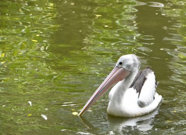 Yeşil suda yüzen bir pelikan kuş hayvanat bahçesi hayvanı yatay fotokopi aralığında izole edilmiş açık hava arka planında.