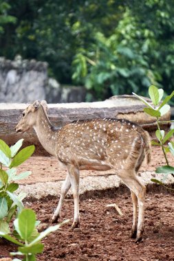 Şirin bir dişi benekli geyik ya da rusa totol fauna hayvan dikey açık hayvanat bahçesi arka planında izole.
