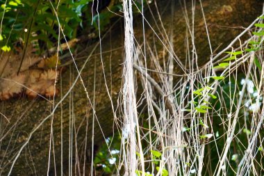 Asılı ağaç kökleri botanik sistemi yatay ahşap kabuk ve yeşil yapraklar arka planda izole.