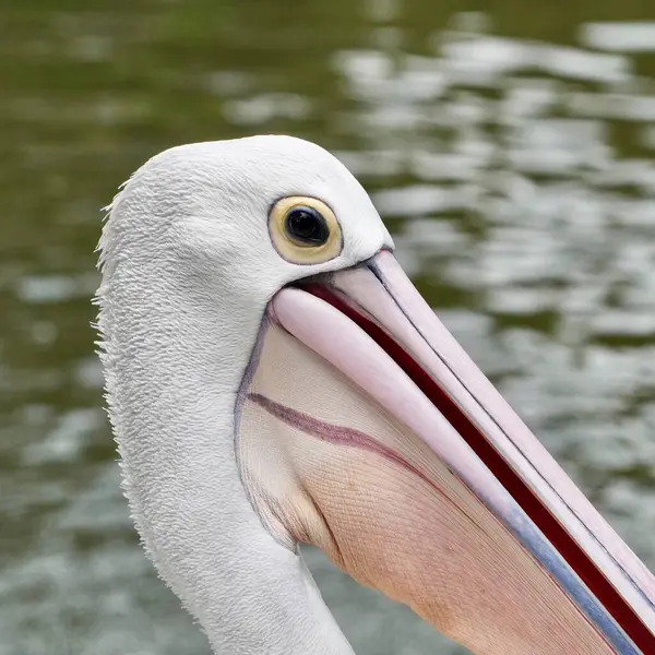 Kapatın pelikan kuşları hayvanat bahçesi hayvan portresi açık hava yeşil göl su arka planında izole.