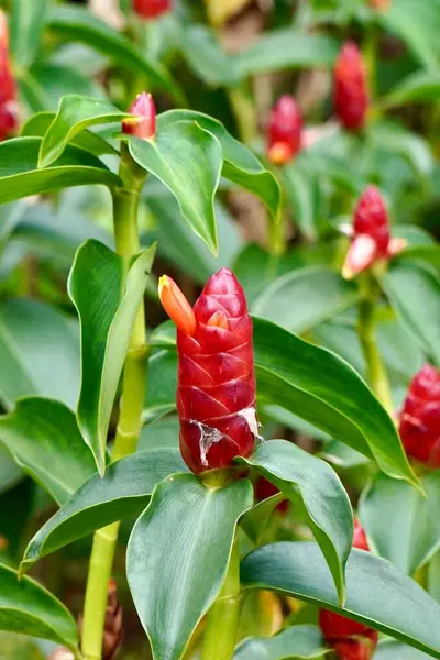 Costus barbatus kırmızı çiçek tomurcukları dikey yeşil yapraklar üzerinde izole.