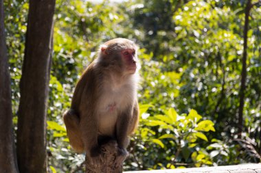 2022 Dec 30,Hong Kong.Wild Monkey in country park in Hong Kong.