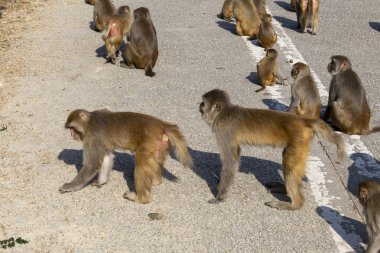 2022 Dec 30,Hong Kong.Wild Monkey in country park in Hong Kong.
