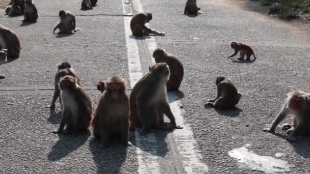 2022 Dec Hong Kong Wild Monkey Parc Rural Din Hong — Videoclip de stoc