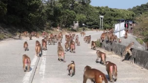 2022 Dec Hong Kong Wild Monkey Country Park Hong Kong — Αρχείο Βίντεο