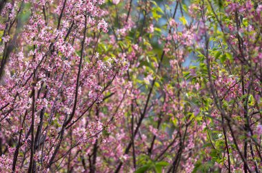 Cherry blossoms in HKIA Cherry Blossom Garden  at spring in Tung Chung ,Hong Kong