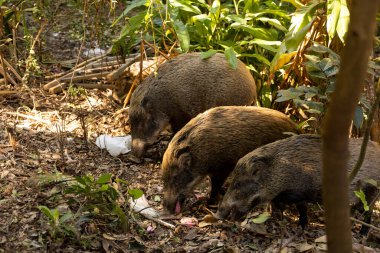 2022 Dec 19,Hong Kong.Wild boars looking for food in the trash on the side of the road.