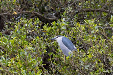 Ağaçta siyah taçlı Gece Balıkçıl (Nycticorax nycticorax)