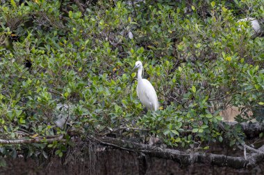 Beyaz büyük balıkçıl (Ardea alba) ağaçta dinleniyor.