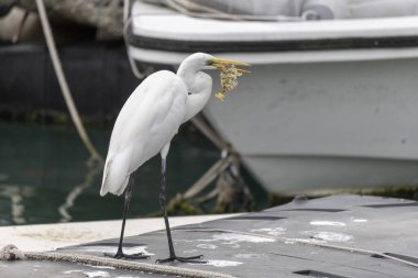 2023 Mar 21, Hong Kong. Büyük Akbalıkçıl (Ardea alba) şehrin deniz kenarında balık yakalıyor..