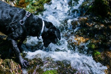 Köpeğim gençken nehirlerde avlanmaya meyilliydi.