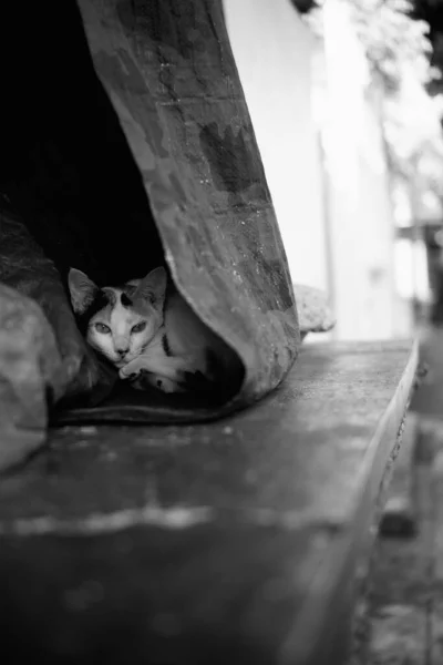Cat hiding under a store\'s tarpaulin at daytime
