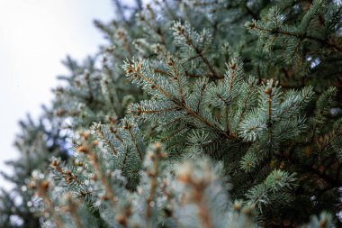 A spruce branch in the foreground with dew drops on the background of trees.