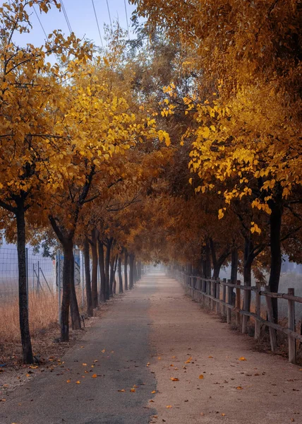 alley in autumn park, fall season, flora