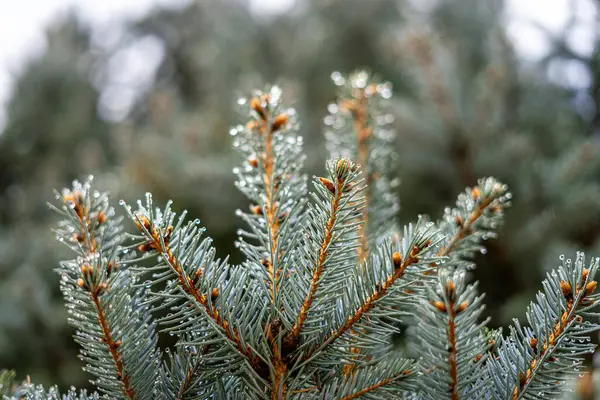 A spruce branch in the foreground with dew drops on the background of trees.