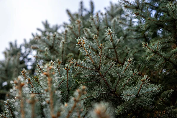 A spruce branch in the foreground with dew drops on the background of trees.