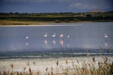 Lagoon with cracked ground on the shore and flamingos living in a flock in the wild
