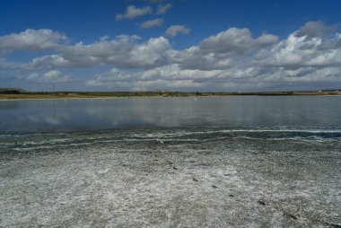 Lagoon with cracked ground on the shore and flamingos living in a flock in the wild