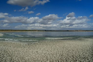 Lagoon with cracked ground on the shore and flamingos living in a flock in the wild