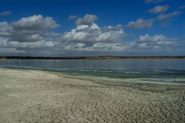 Lagoon with cracked ground on the shore and flamingos living in a flock in the wild