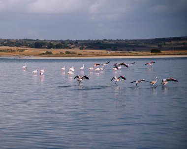 Lagoon with cracked ground on the shore and flamingos living in a flock in the wild