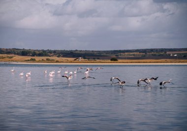 Lagoon with cracked ground on the shore and flamingos living in a flock in the wild