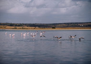 Lagoon with cracked ground on the shore and flamingos living in a flock in the wild