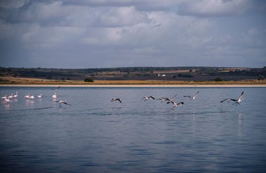 Lagoon with cracked ground on the shore and flamingos living in a flock in the wild