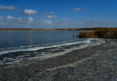 Lagoon with cracked ground on the shore and flamingos living in a flock in the wild