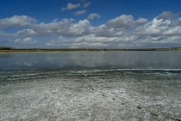 Lagoon with cracked ground on the shore and flamingos living in a flock in the wild