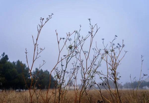 Autumn city park on a foggy morning with a water tower in the background.