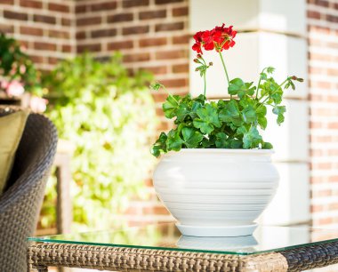 Beautiful flowers in the interior on a sunny day
