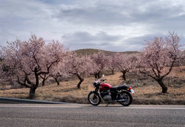 Mart 2023 - Albacete, İspanya - Kırmızı motosikletli Triumph Bonneville T100 yol kenarında bir dağ manzarasına karşı çiçekli badem ağaçları