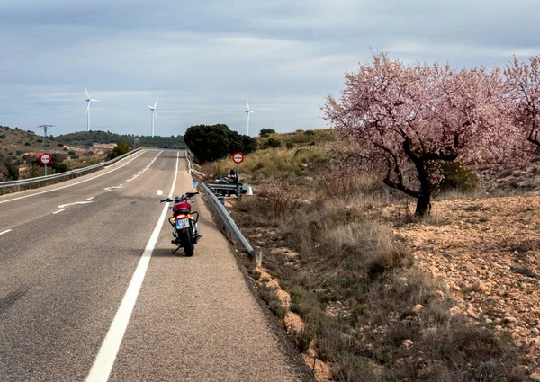 Mart 2023 - Albacete, İspanya - Kırmızı motosikletli Triumph Bonneville T100 yol kenarında bir dağ manzarasına karşı çiçekli badem ağaçları