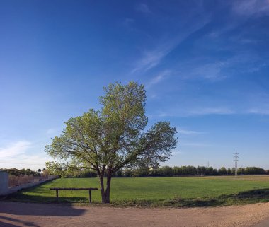 Yol kenarında yapayalnız bir ağaç. Arkasında yeşil tarlalar ve orman var. Güneşli bir günde.