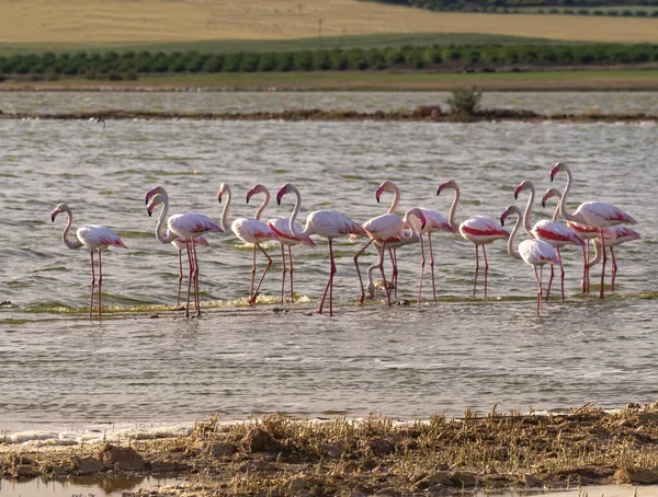 Sekelompok Flamingo Berjalan Melintasi Laguna Mencari Makanan Hari Yang Cerah — Stok Foto