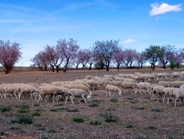 Kırpılmış bir koyun sürüsü çiçek açan badem ağaçlarının arka planında otluyor.
